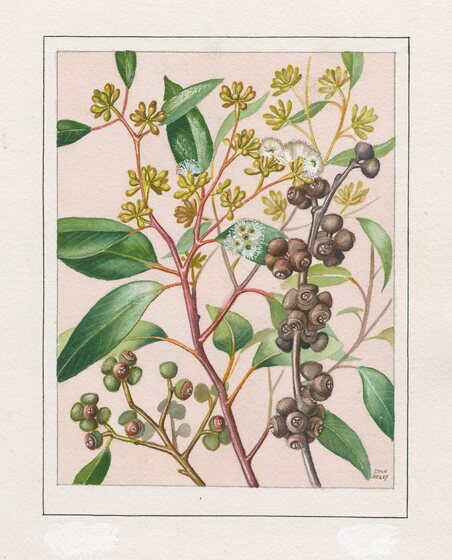 A watercolour painting of a eucalyptus branch full of broad leaves, gum nuts and  flowering buds. They are various shades of green, with orange and red stems and yellow buds.