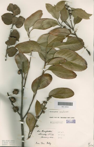 Three small braches of dried eucalyptus leaves and gum nut. They are stuck down to a piece of paper with multiple tags and stamps indicating the type of plant and what collection it belongs to.