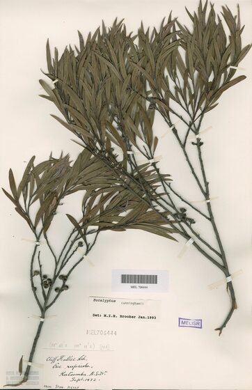 Two small branches of dried eucalyptus leaves and gum nuts. They are stuck down to a piece of paper with various tags and stamps indicating the type of plant it is and what collection it belongs to.