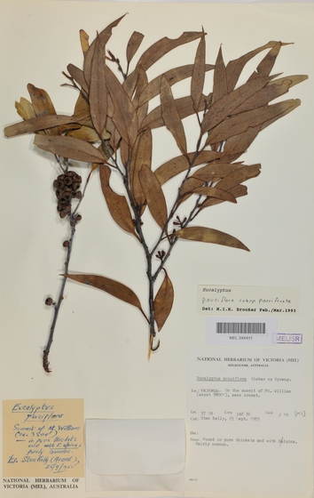 Two small branches of dried eucalyptus leaves and gum nuts. They are stuck down to a piece of paper with various tags and stamps indicating the type of plant it is and what collection it belongs to.