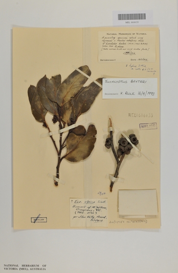 Two small branches of dried eucalyptus leaves and gum nuts. They are stuck down to a piece of paper with various tags and stamps indicating the type of plant it is and what collection it belongs to.