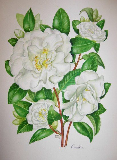 Painting of white camellia flowers on stems