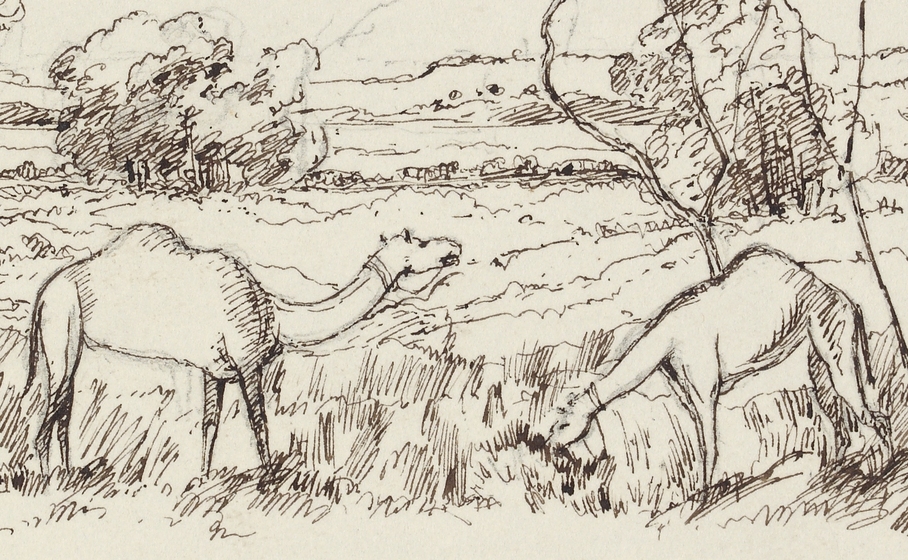 A drawing of two camels grazing in a grassy landscape. Some shrubs can be seen in the background.