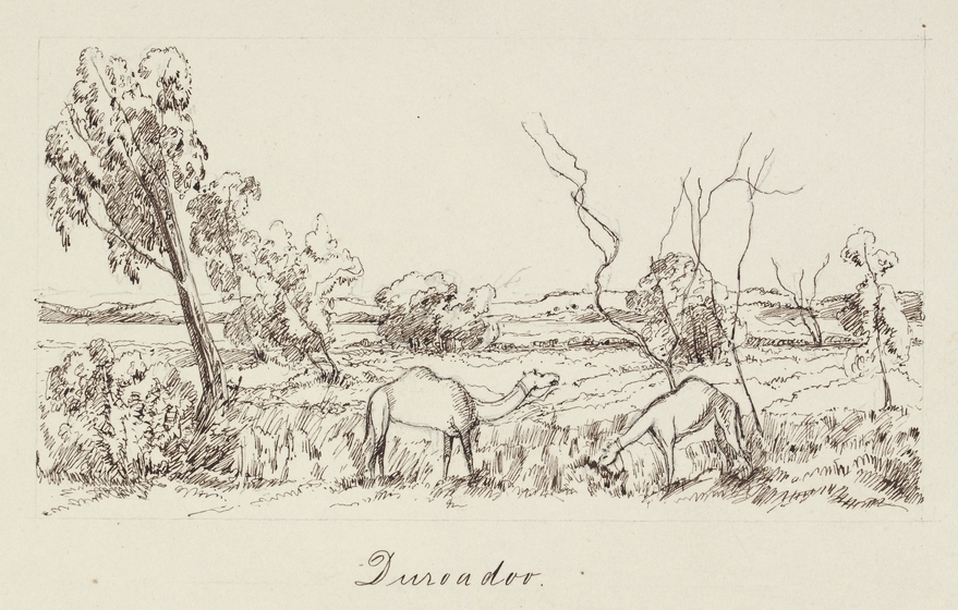 A drawing of two camels grazing in a grassy landscape. Some shrubs and taller trees can be seen in the background.