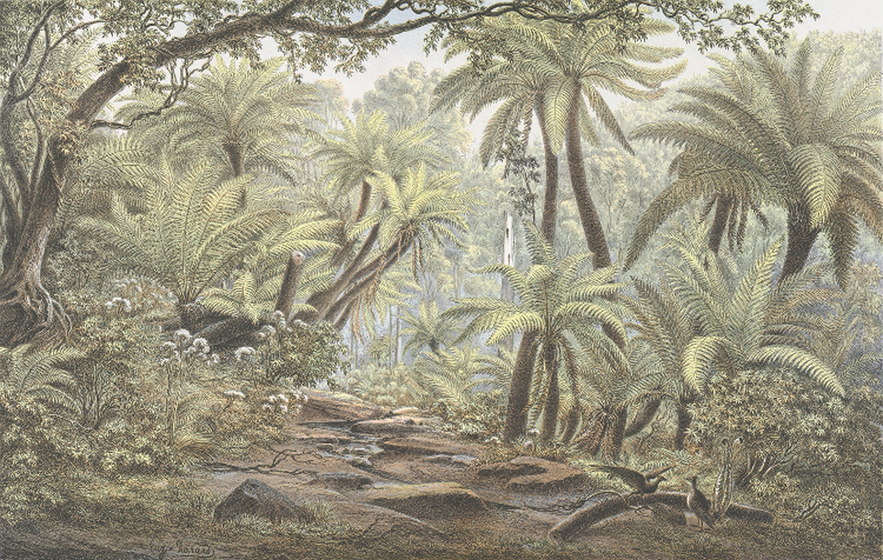 A rainforest landscape scene featuring tree ferns, moss covered rocks and other rainforest plants.