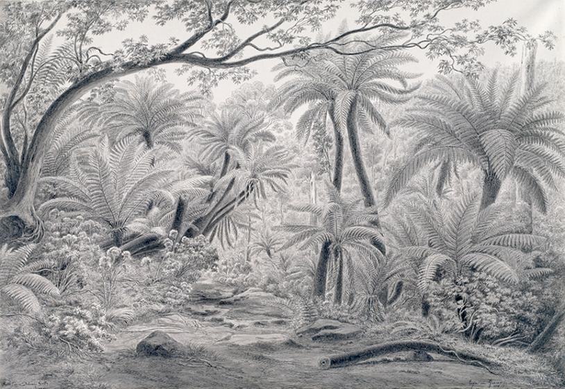 A rainforest landscape scene featuring tree ferns, moss covered rocks and other rainforest plants.