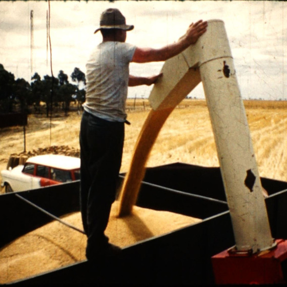A man stands in the back of a truck, directing a large shoot that is dispensing wheat into the truck tray.