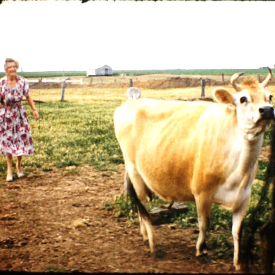 An older woman in a floral dress follows behind a jersey cow in an open paddock.