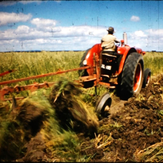A man drives a red tractor through a field of wheat, the plough attached to the rear tearing up the soil.
