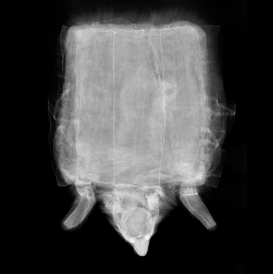 X-ray of a fox fur muff, the head and legs protruding from the front.