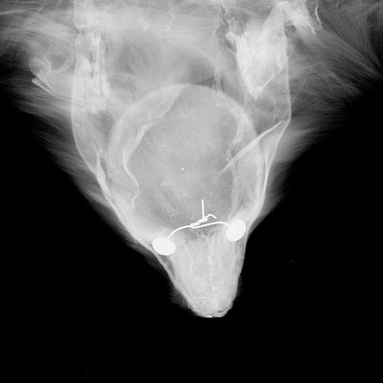 X-ray of the fox head that features on the fur muff