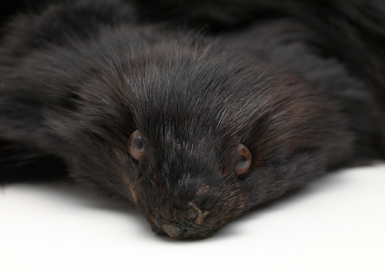 Detail of fox fur facial features, including thick black fur and glassy brown eyes