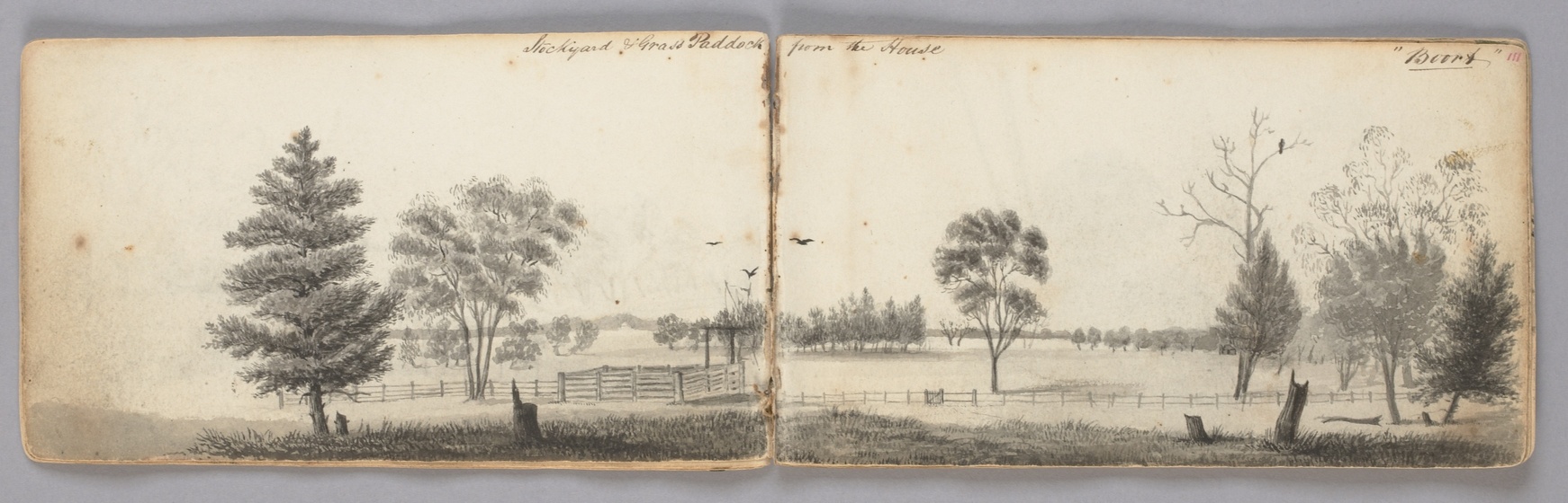 Two pieces of browning paper, side by side, showcasing a drawing of a landscape of an open paddock, covered with different types of trees, stumps and wooden fences and stock yards.