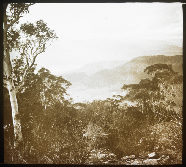 Sepia image of a bush landscape, including tall gumtrees, scrubby bush and rocky tracks.