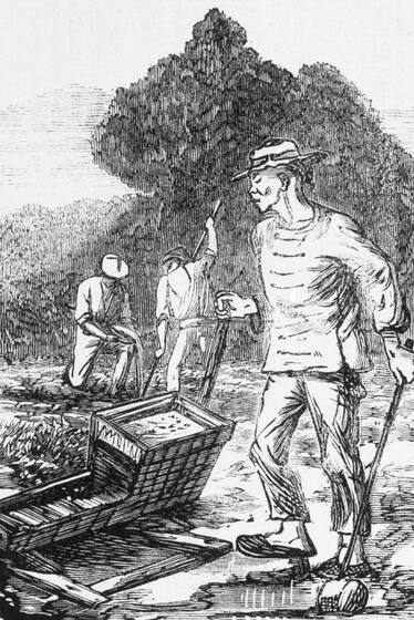Black and white drawing of a Chinese man on the diggings, standing over the top of a wooden basket on the ground. In the background two men are working, sifting gold and digging with a pole into the ground