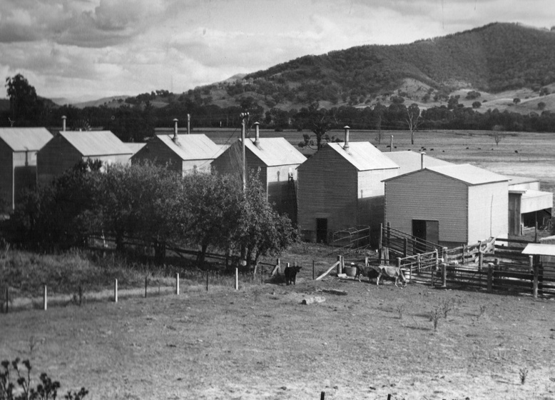 Black and white photograph of a group of 6 corrugated sheds, all lined up in a row. They are situated in the middle of a paddock, with a bush covered mountain range in the distance.