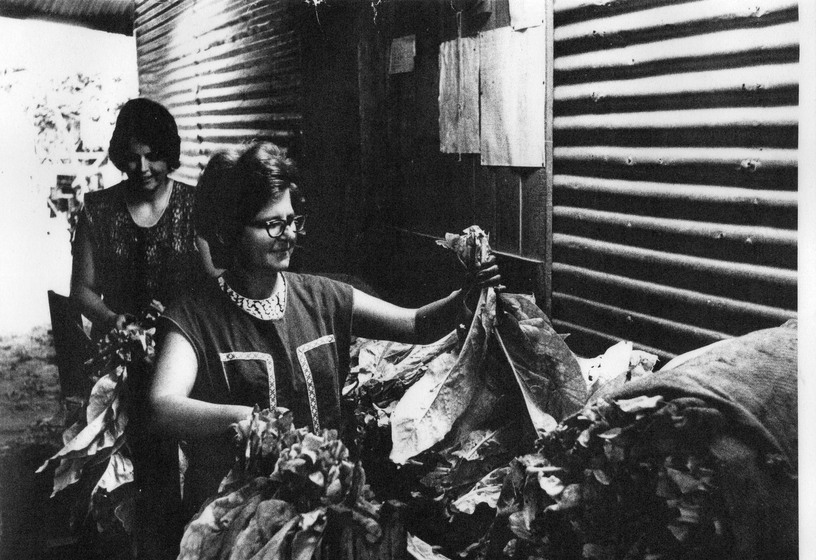 Black and white photograph of two women working in a tin shed. They are holding bunches of tobacco leaves in both hands.