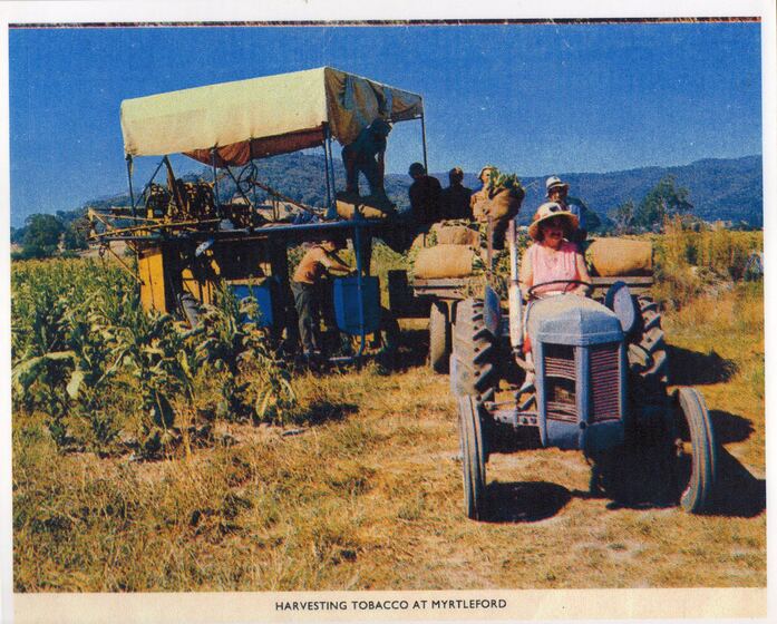 A woman in a pink dress drives a blue tractor. Behind her, men stand either side of the cart she is towing, loading leaves into the metal bins. A blue sky and green hillside can be seen in the distance.