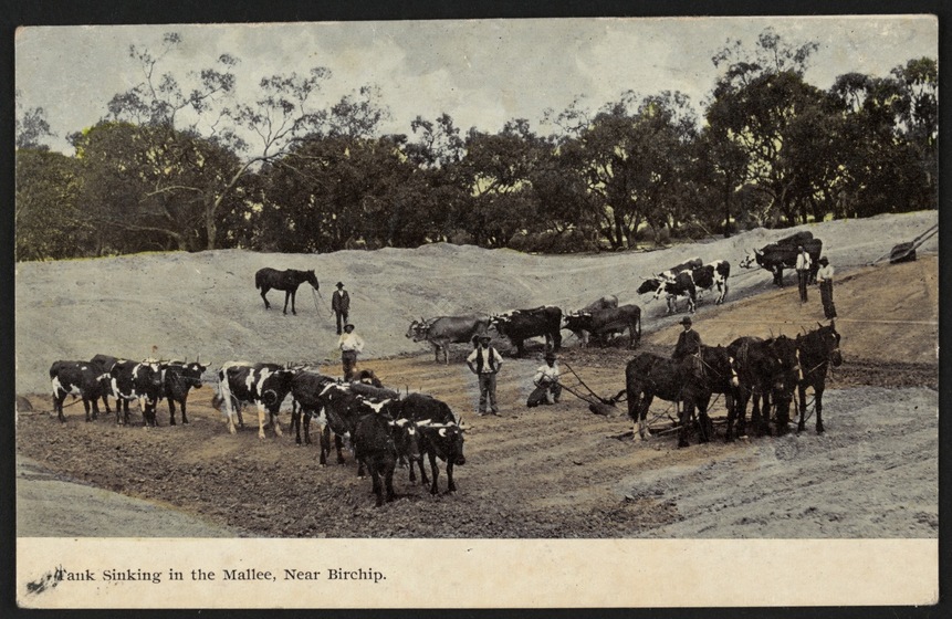 Teams of bullocks and horses drag farm machinery through a large ditch while men stand nearby observing and steering the machinery. Along the edge of the ditch are rows of established gum trees.