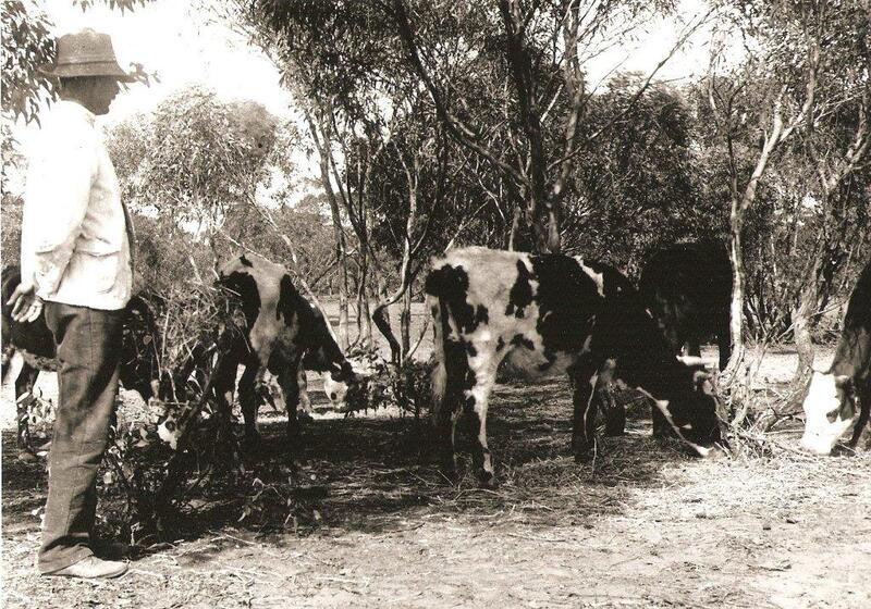 A man in a long sleeve shirt and hat stands next to a group of small steers whilst they feed on grass and scrub.