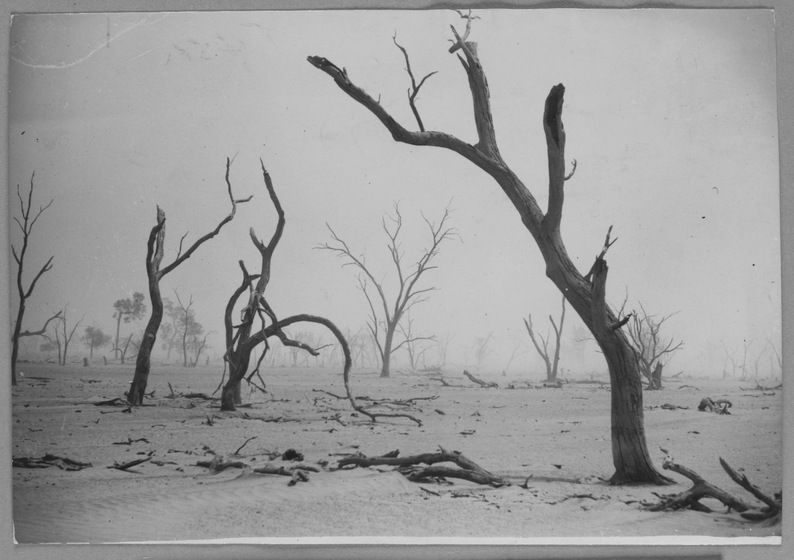 Barren landscape of dead trees standing in a sandy, dry open space.