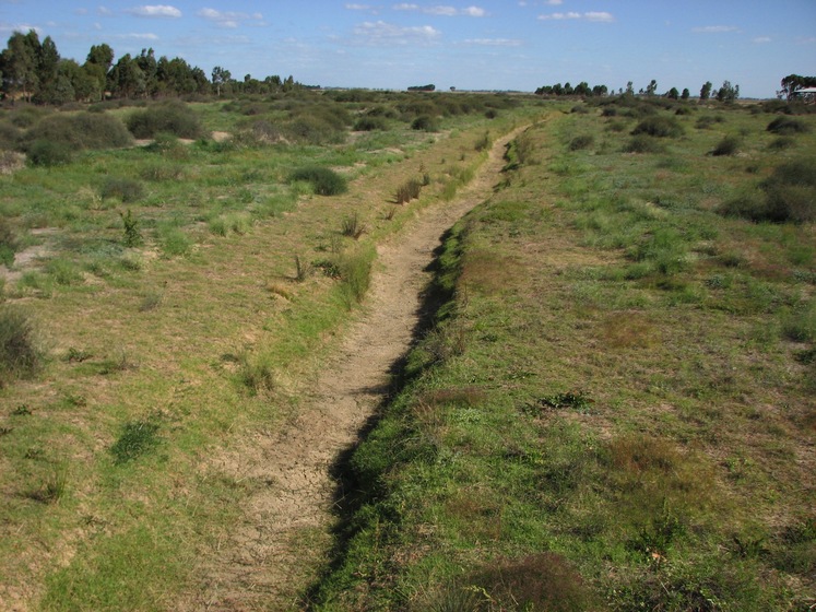 A landscape photograph of a green, scrubby creek bed, with a channel running down the centre that once would have been a creek of flowing water.