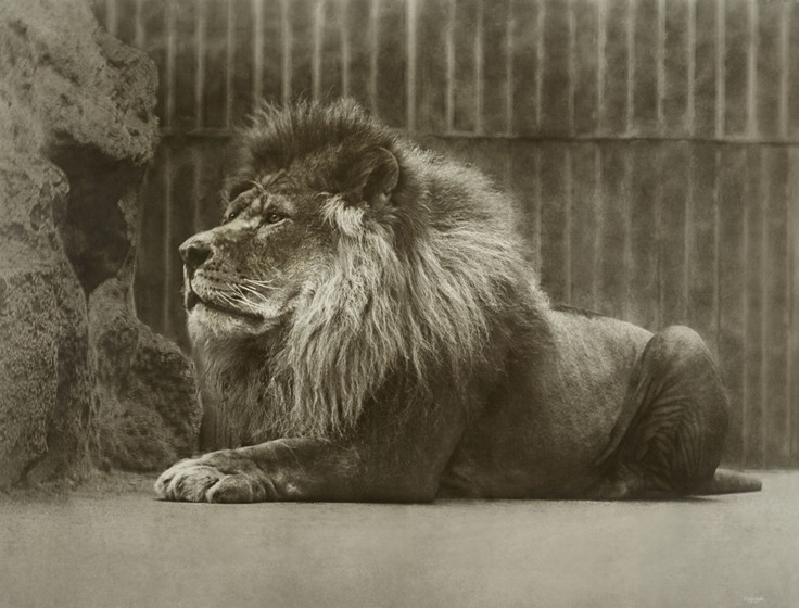A large male lion sits on a concrete floor with a rock to one side of him and a metal fence behind him.