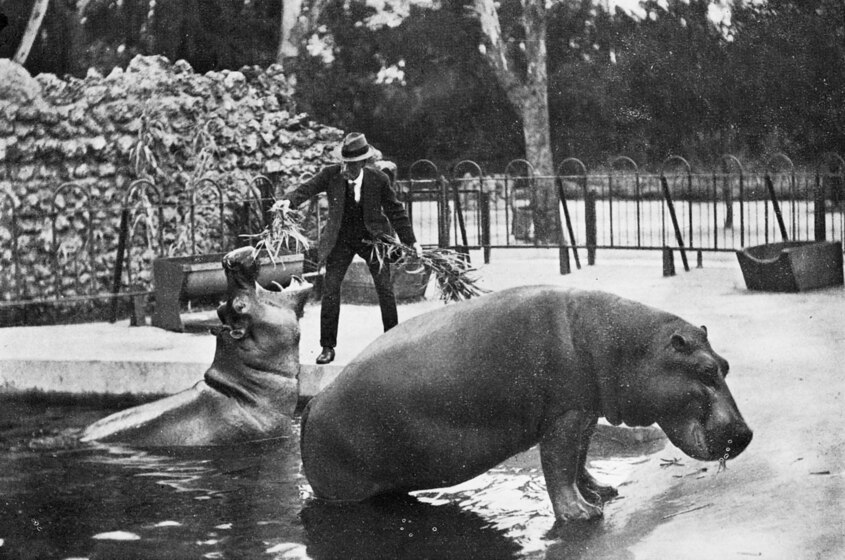 Two hippo's stand partially submerged in a pond of water. A man in a suit is feeding one of the hippo's. it's mouth wide open facing the sky as it receives the food. They're in a fenced in enclosure with trees and foilage seen on the outside.