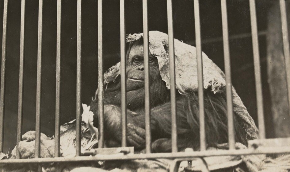 An orangutan sits behind within a barred enclosure. She appears to be sitting on hessian bags, and has one draped partially over her head.