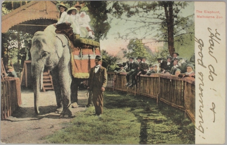 A coloured postcard of an elephant being led by a man in a suit and hat. A group of children dressed in white dresses and straw hats sit atop the elephant. A group of people stand behind a wooden fence and watch the elephant being led.