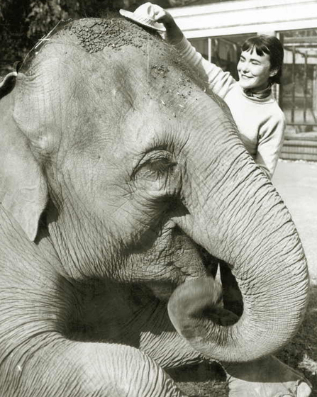 A large elephant lies on the ground with its eyes closed and its trunk curled into its mouth while a young woman brushes the top of its head with a small brush.