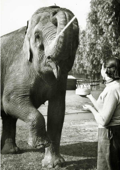 An elephant stands front on, its front right leg in the air and its trunk raised towards the sky. A young woman holds a cake full of candles out in front of the elephant.