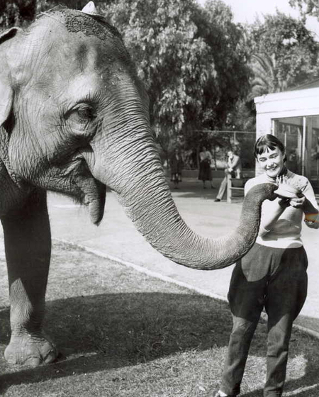 An elephant stands next to a young woman - its trunk it stretched out trying to take a small cake full of candles from the womans hands.
