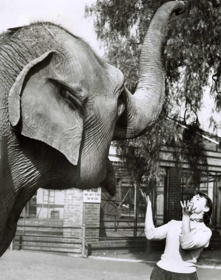 An elephant stands next to a woman, its trunk high in the air above her head. The woman stares up at the trunk, with her hands raised in the air as if to catch something.