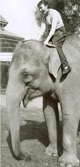 A woman sits on top of an elephant, mainly on the neck, holding onto both of its ears. She has an expression of shock on her face.