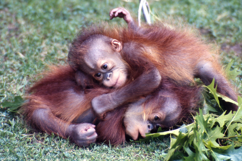 Two young orangutans sit on a grassy patch, lying on top of one another as though wrestling.