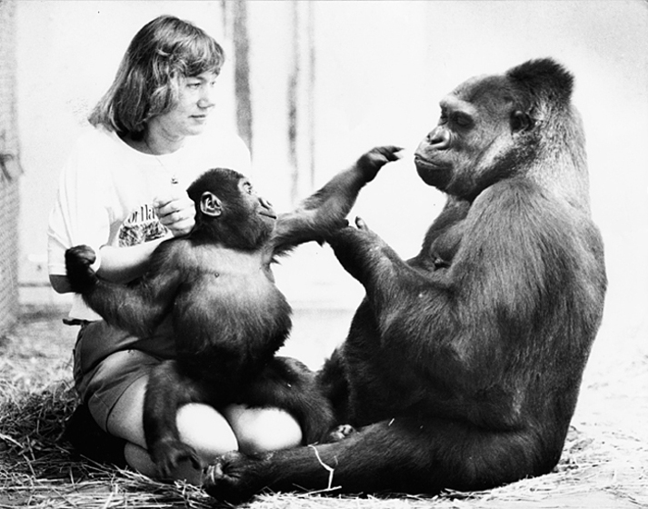 A woman kneels on the ground of an enclosure with a baby gorilla sitting on her lap. Opposite her is a large fully grown gorilla. The baby gorilla is reaching out towards the adult gorilla's face.