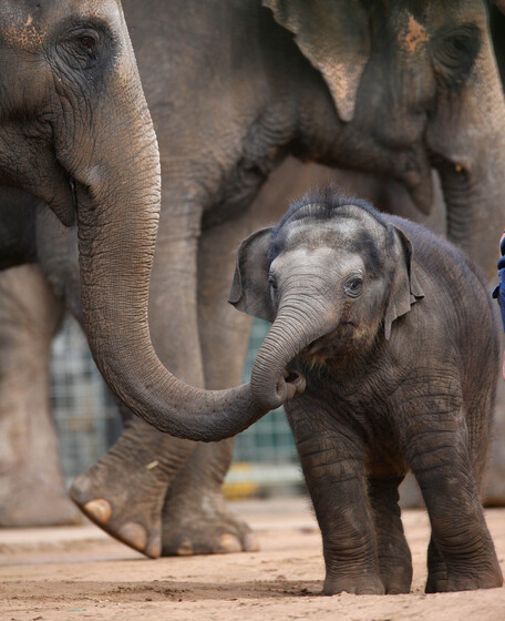 A small baby elephant stands close to two other adult elephants, its trunk wrapped around once of the adult elephants' trunks.