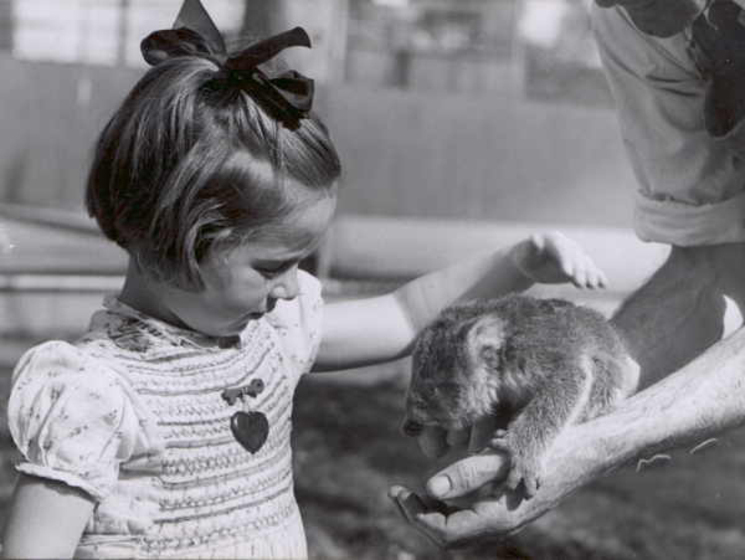 A small girl in a dress and bows in her hair reaches to pat a koala joey that is resting in a man's hands.