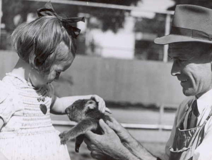 A small girl in a dress and bows in her hair reaches to pat a koala joey that is resting in a man's hands.
