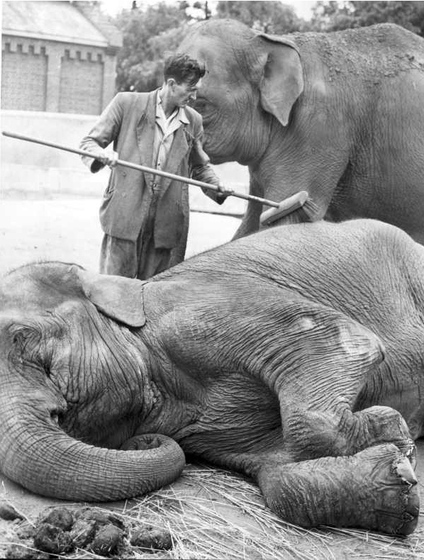 An elephant lies on the ground, its head resting on the ground, while a man behind it brushes its back and sides with a large broom. Another elephant stands in the background.