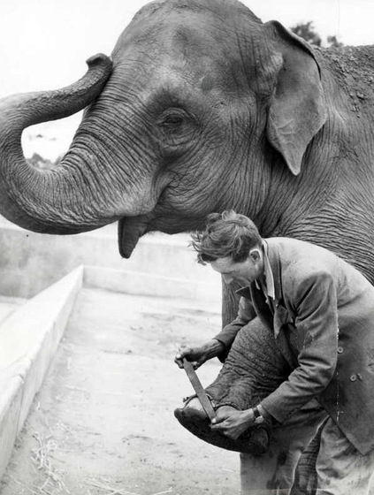 An elephant stands with its trunk in the air while a man holds its front left foot off the ground and files its toes.