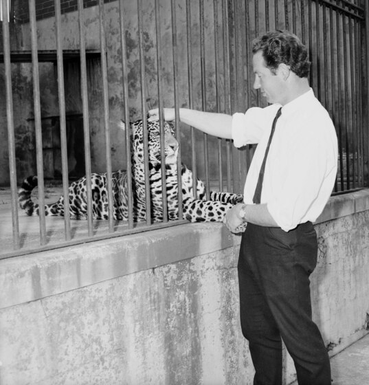 A man in a shirt and tie stands next to a cement animal enclousre, one hand reached in to pat the leopard lying on the ground inside, the other holding the paw that is sticking through the bars.