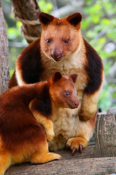 Two browny orange tree kangaroos stand next to each other, perched on a wooden railing.