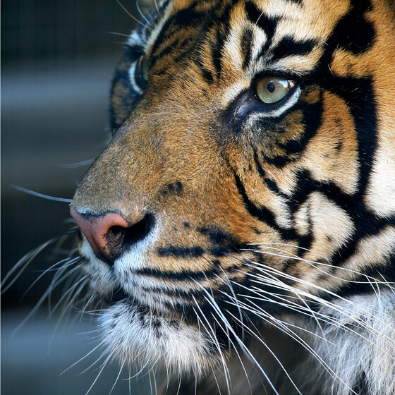 A close up of a tiger's face, only its nose mouth and eyes showing.
