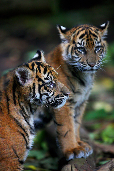 Two tiger cubs stand next to each other, one perched slightly on a tree log, the other looking off into the distance.