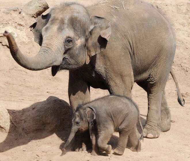 A large elephant and a much smaller elephant calf walk next to each other in a sandy area. The larger elephant has its trunk held in the air.