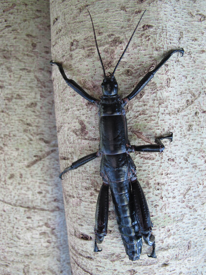 A close up photograph of a long black insect, its six legs sticking outwards from its body. It is resting on a light coloured tree.