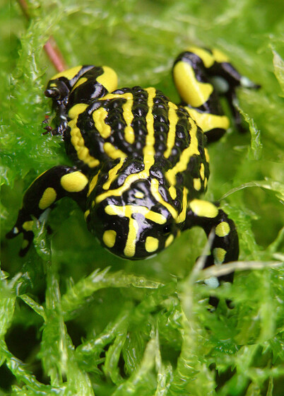 A close up of a yellow and black frog, featuring spots and stripes. It is sitting on a green moss.