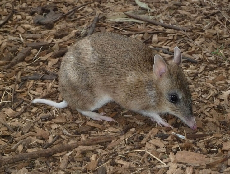 A brown bandicoot sits on a landscape of bark chips and mulch.